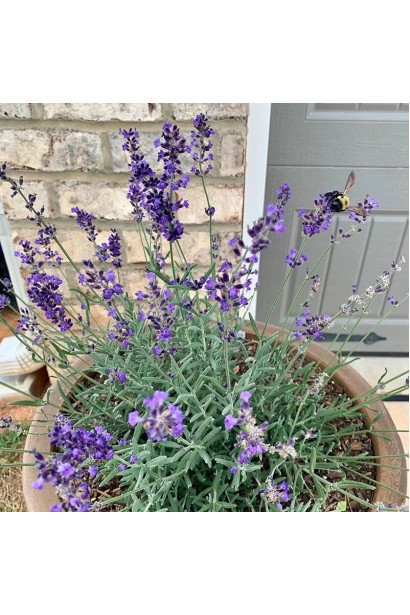 Лаванда лікарська Блю Сент Ерлі вирощування в контейнері на вулиці